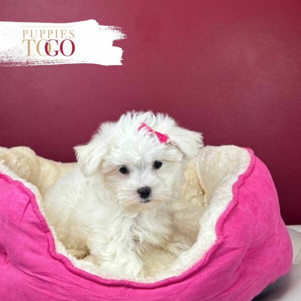 Maltese Puppies for sale Miami