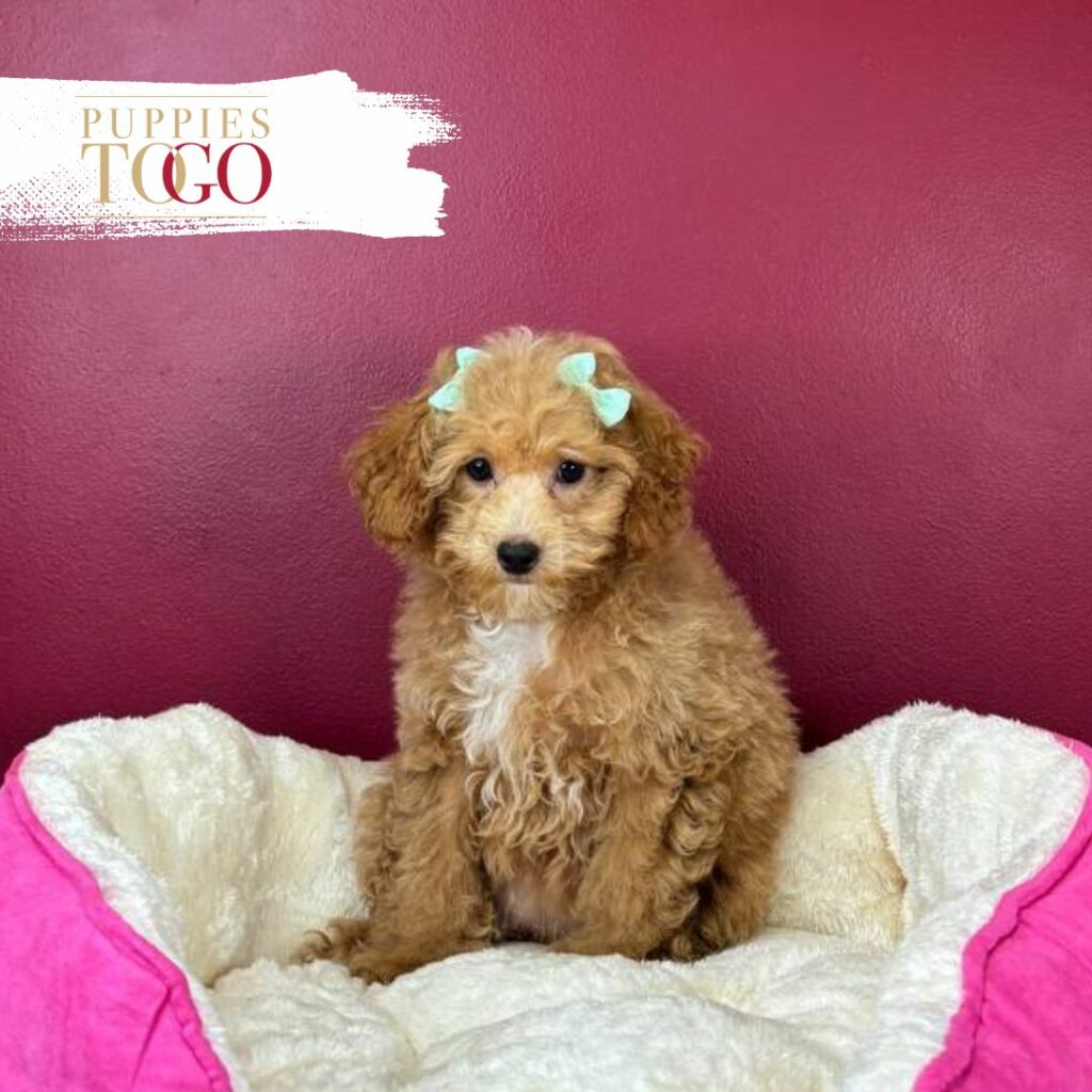 Maltipoo Puppies for Sale in Miami