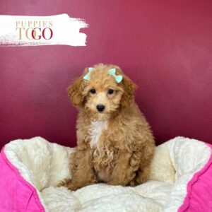 Maltipoo Puppies for Sale in Miami