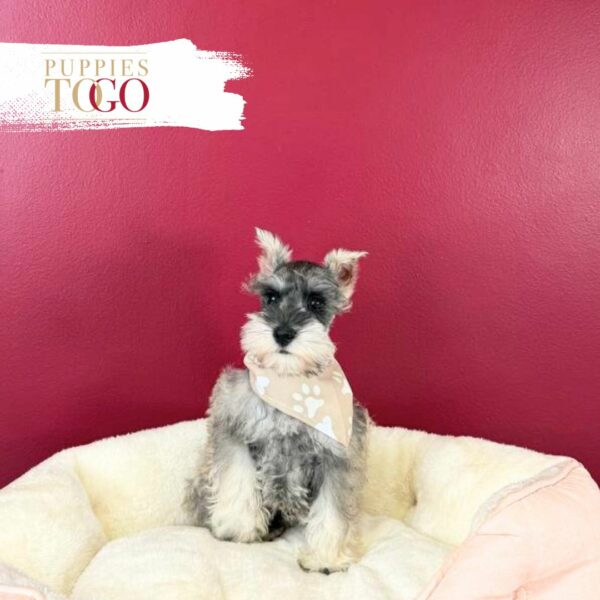 Mini Schnauzer Puppies for sale