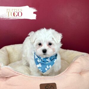 Maltese Puppies Miami