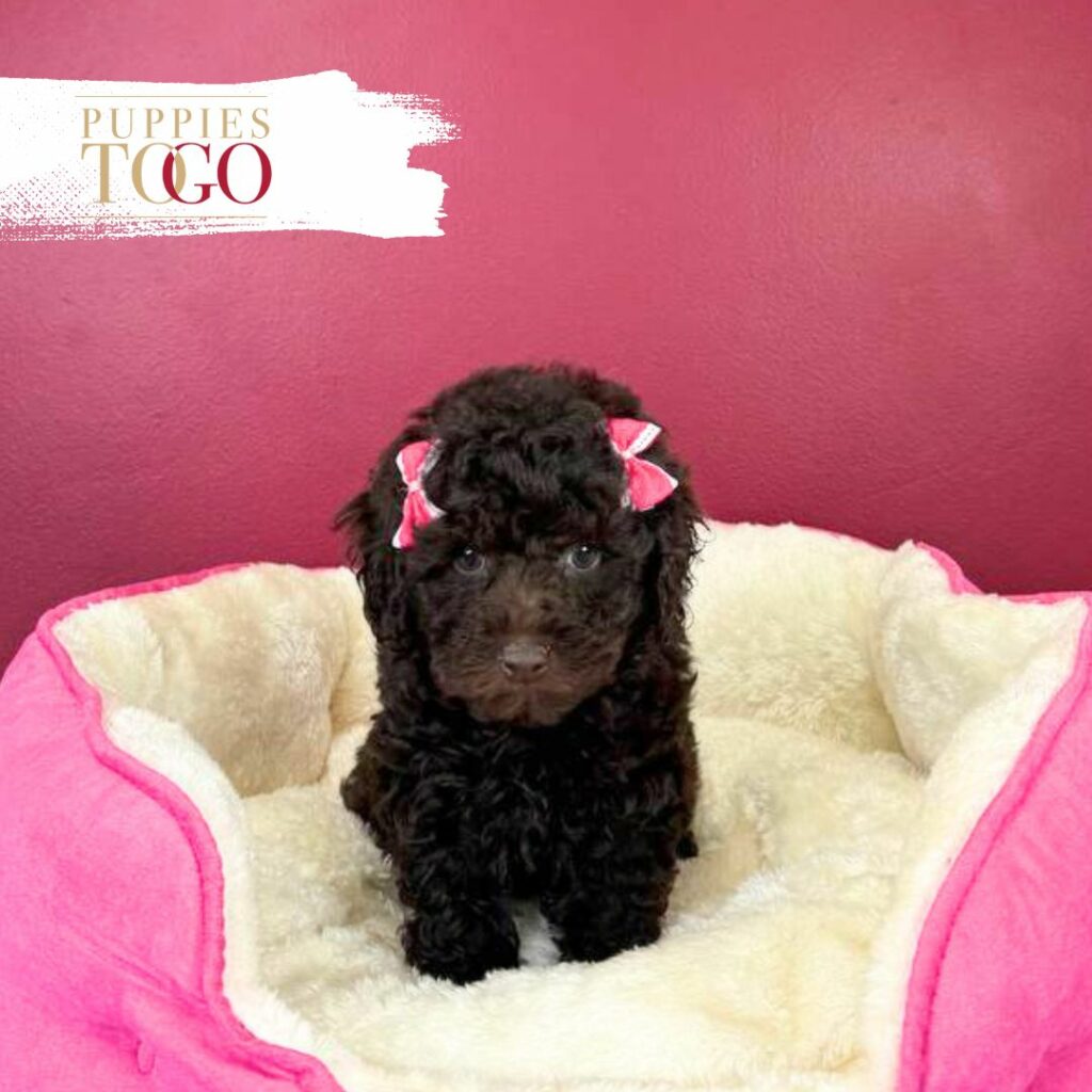 Poodle puppies Miami