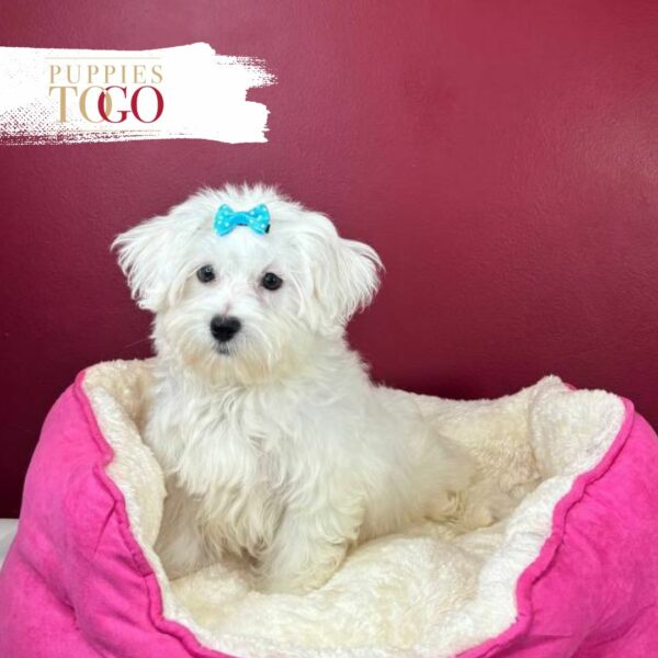 Maltese Puppies Miami