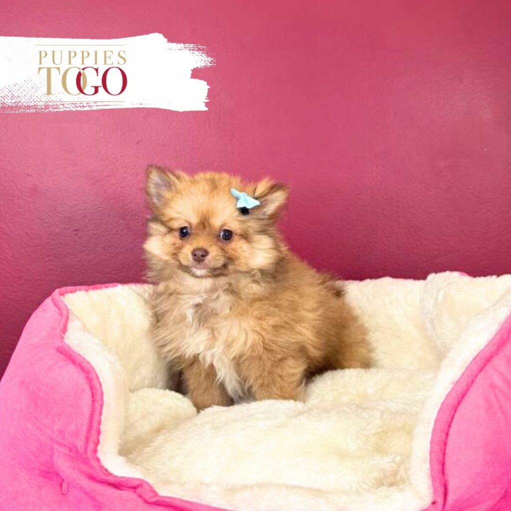 Pomeranian Puppies Miami