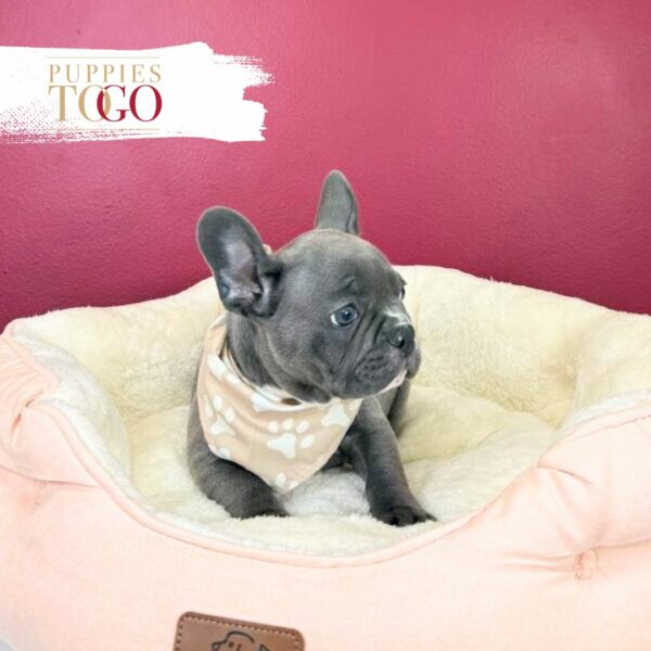 French Bulldog Puppies Miami