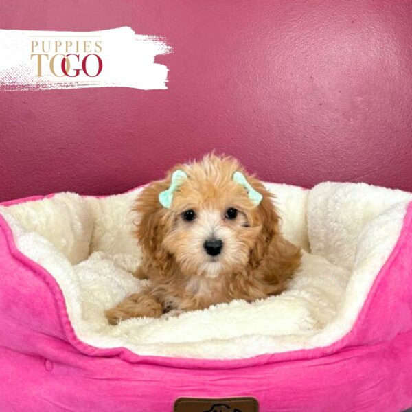 Maltipoo Puppies Miami