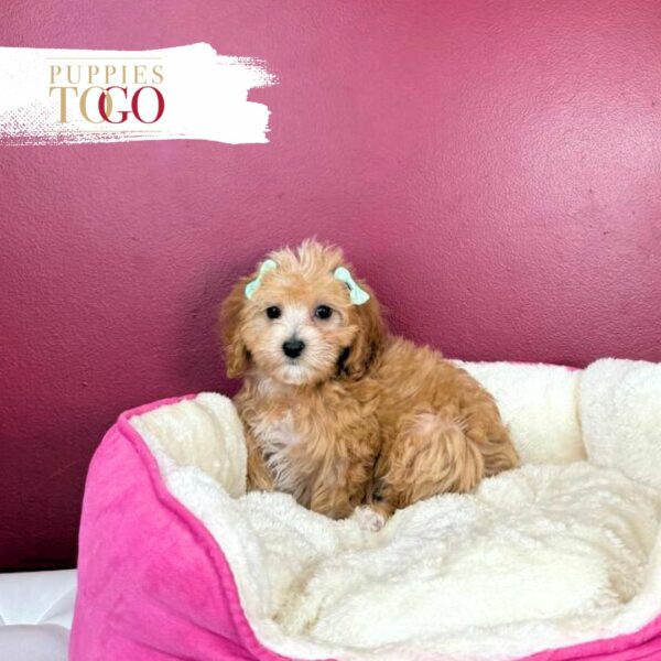 Maltipoo Puppies Miami