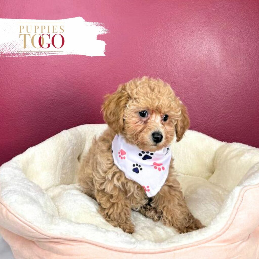 Poodle Puppies for Sale Miami