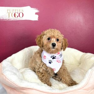 Poodle Puppies for Sale Miami