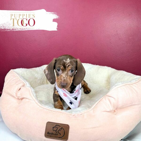 Dachshund Puppies Miami Sale