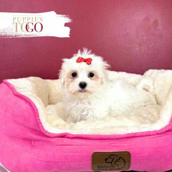 Maltese puppies for sale Miami