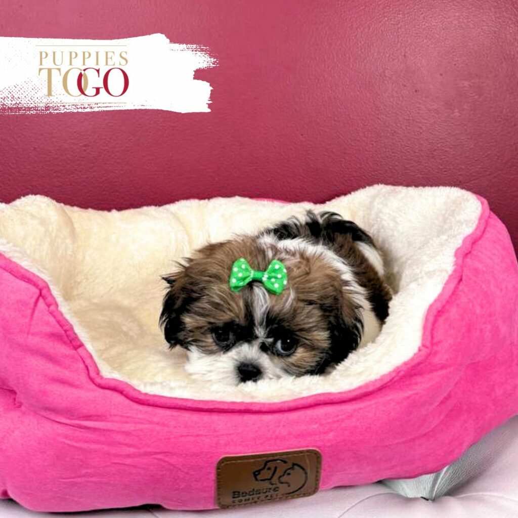 Shihtzu Puppies Miami