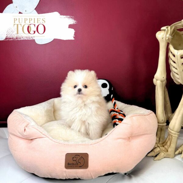 Pomeranian Puppies for sale