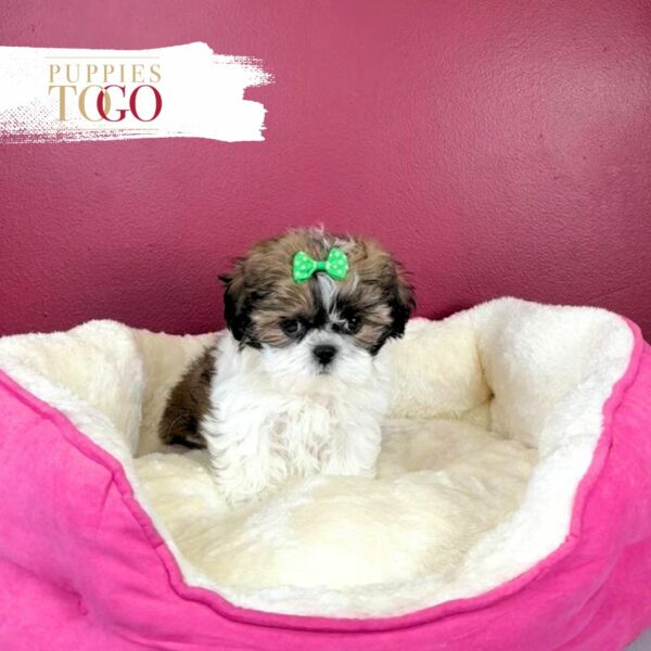 Shihtzu Puppies Miami