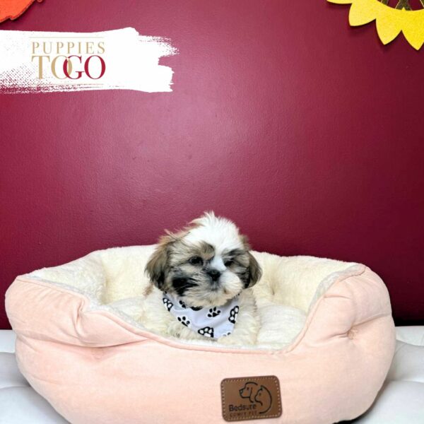 ShihtZu Puppies for Sale