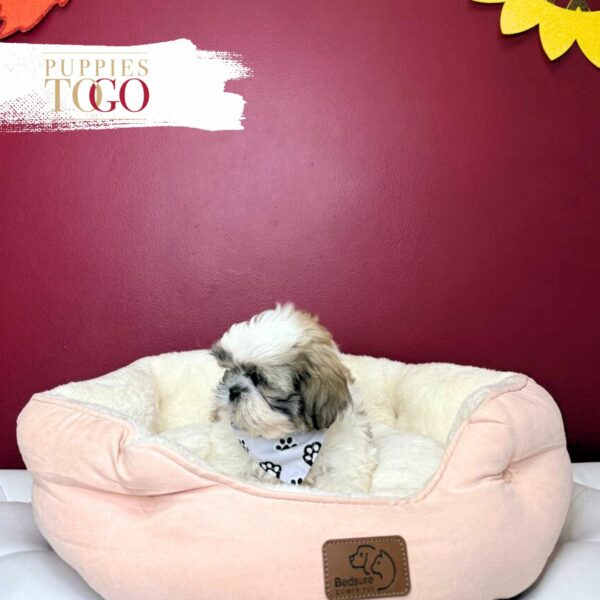 ShihtZu Puppies for Sale