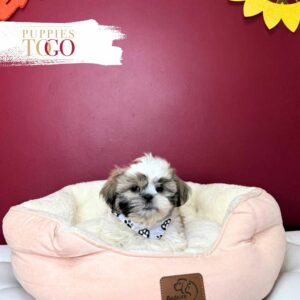 ShihtZu Puppies for Sale