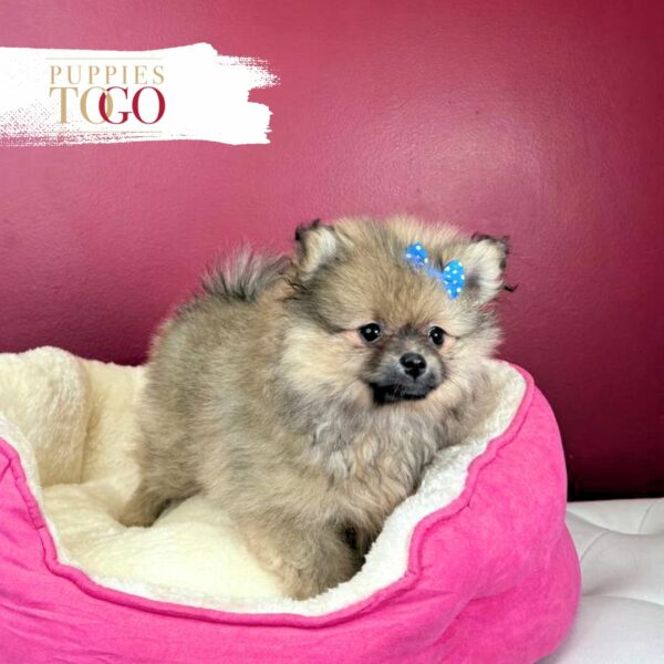 Pomeranian Puppies Miami