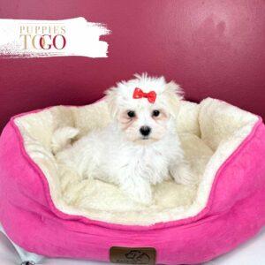 Maltese puppies for sale Miami