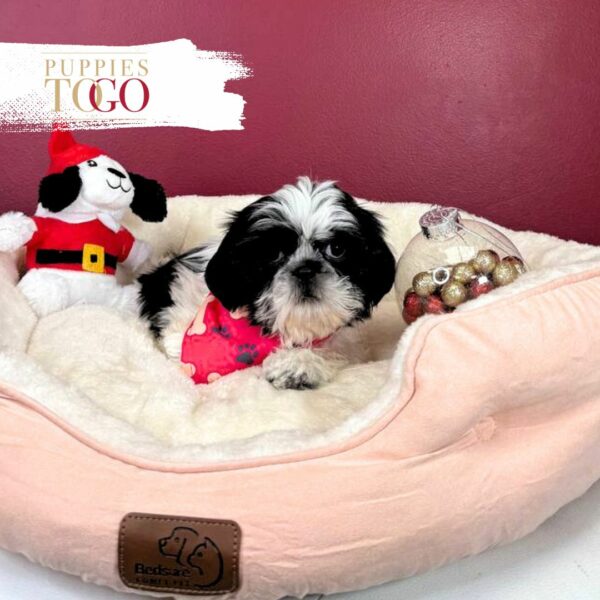 Shih Tzu for sale Miami