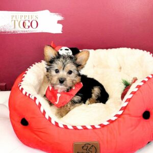 Yorkshire Terrier Puppies Miami For Sale