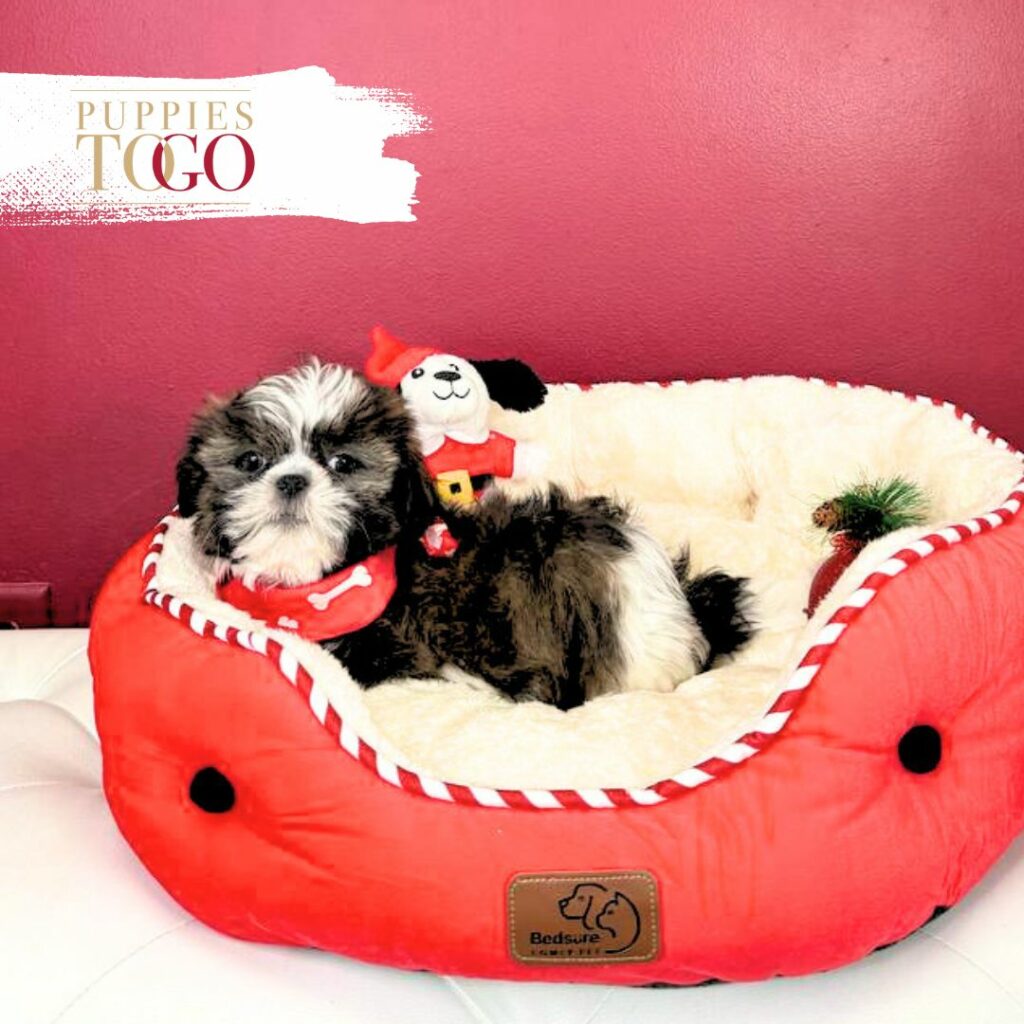 Shih Tzu Puppies Sale #0704