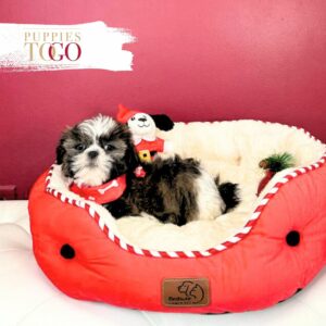 Shih Tzu adorable puppies