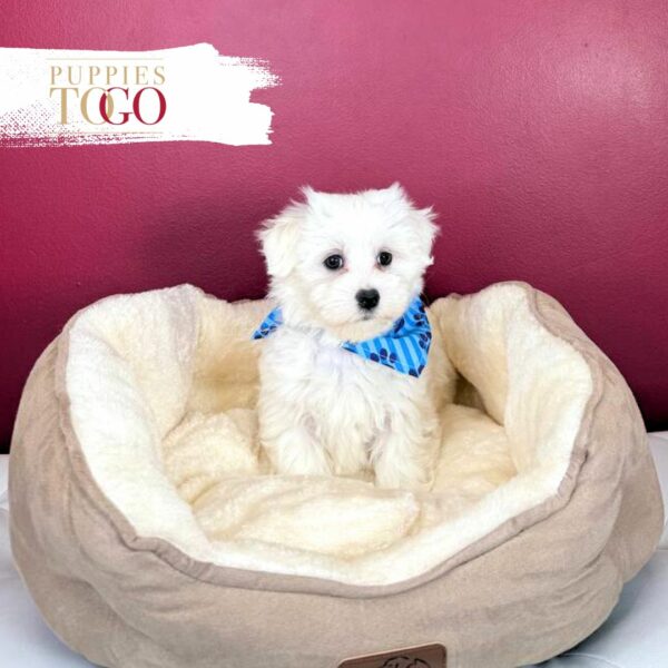 Maltese Puppies for sale