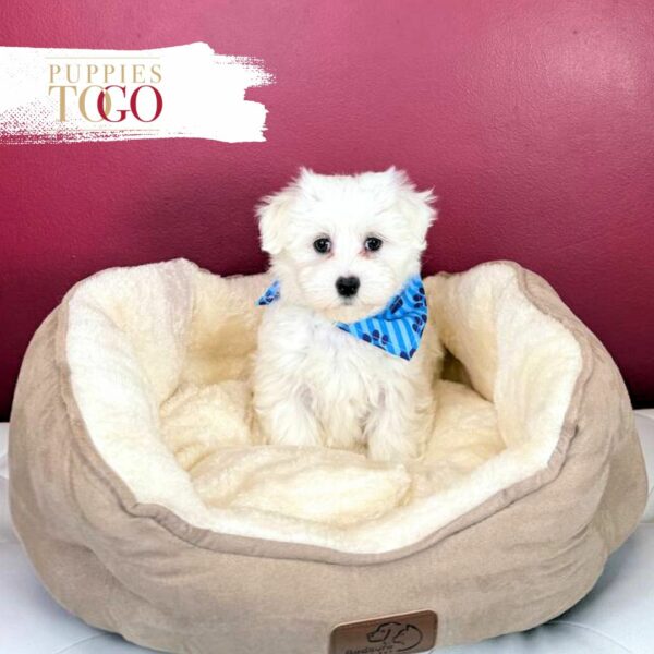 Maltese Puppies for sale