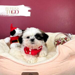 Shih tZu Puppies for Sale