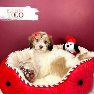 Cockapoo Puppies For Sale Miami