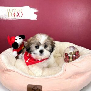 Shih tzu Puppies Miami