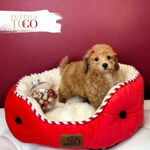 Bichopoo Puppies for Sale Miami