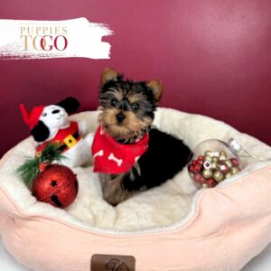 Yorkie-Ton Puppies Sale