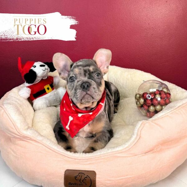 French Bulldog Puppies Miami