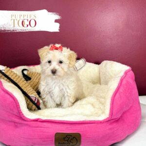 Maltipoo Sale in Miami