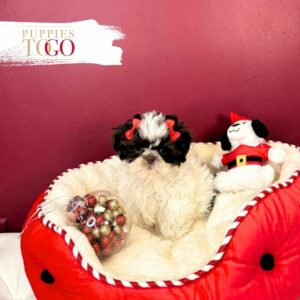 Shih Tzu for sale at Puppies