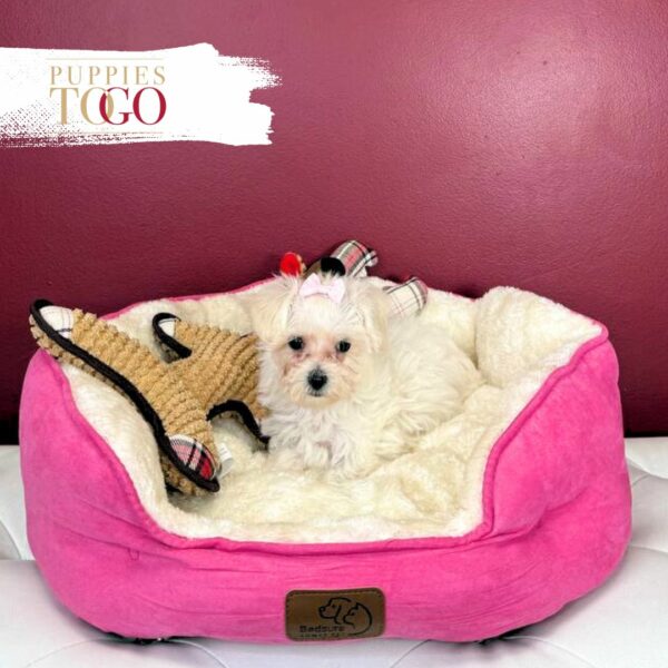 Maltipoo Puppies for Sale Miami