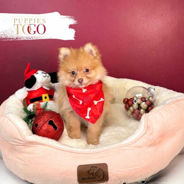 Pomeranian puppies sale Miami