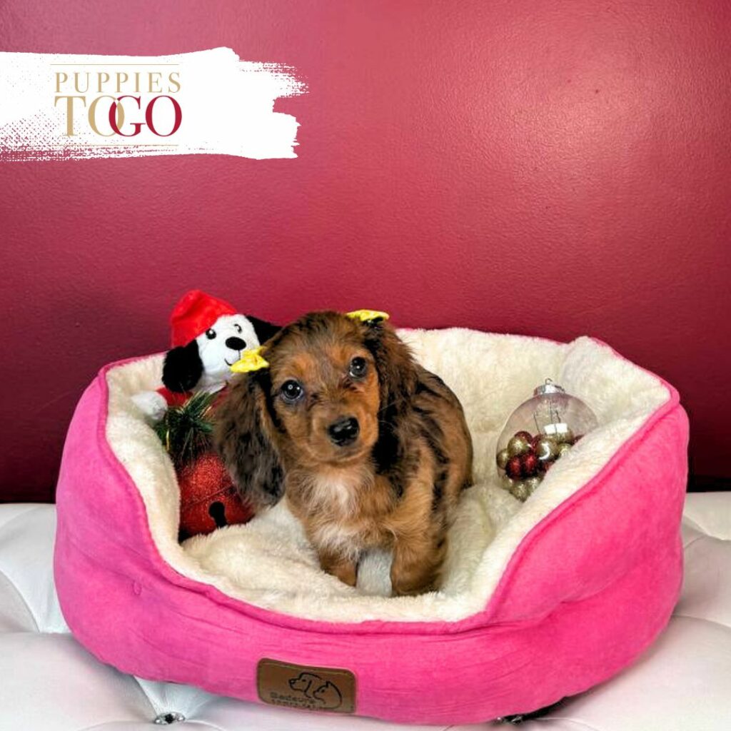 Dachshund Puppies Miami Sale