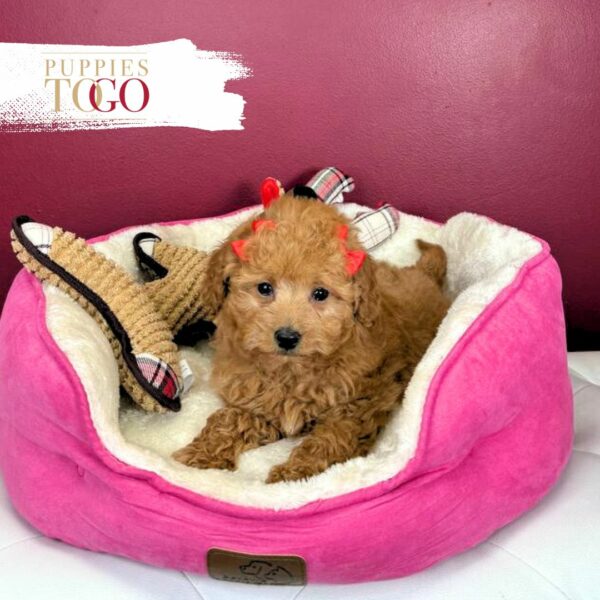 Mini GoldelDoodle Puppies Miami