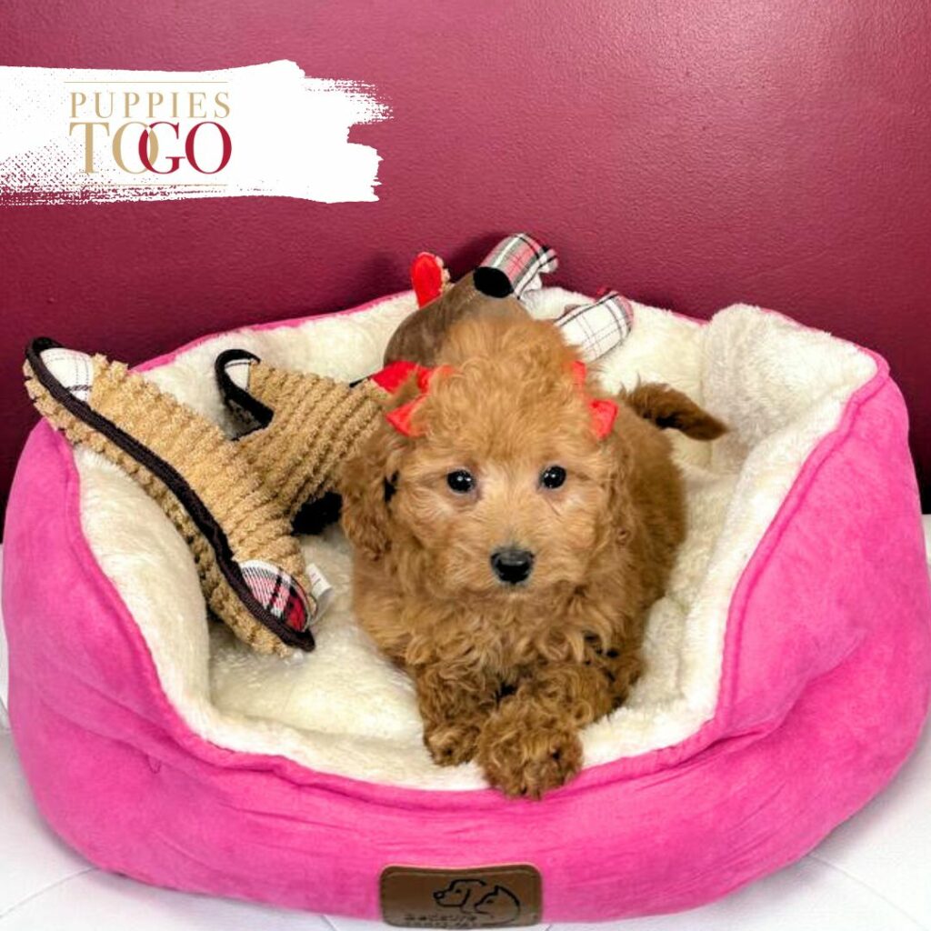 Mini GoldelDoodle Puppies Miami