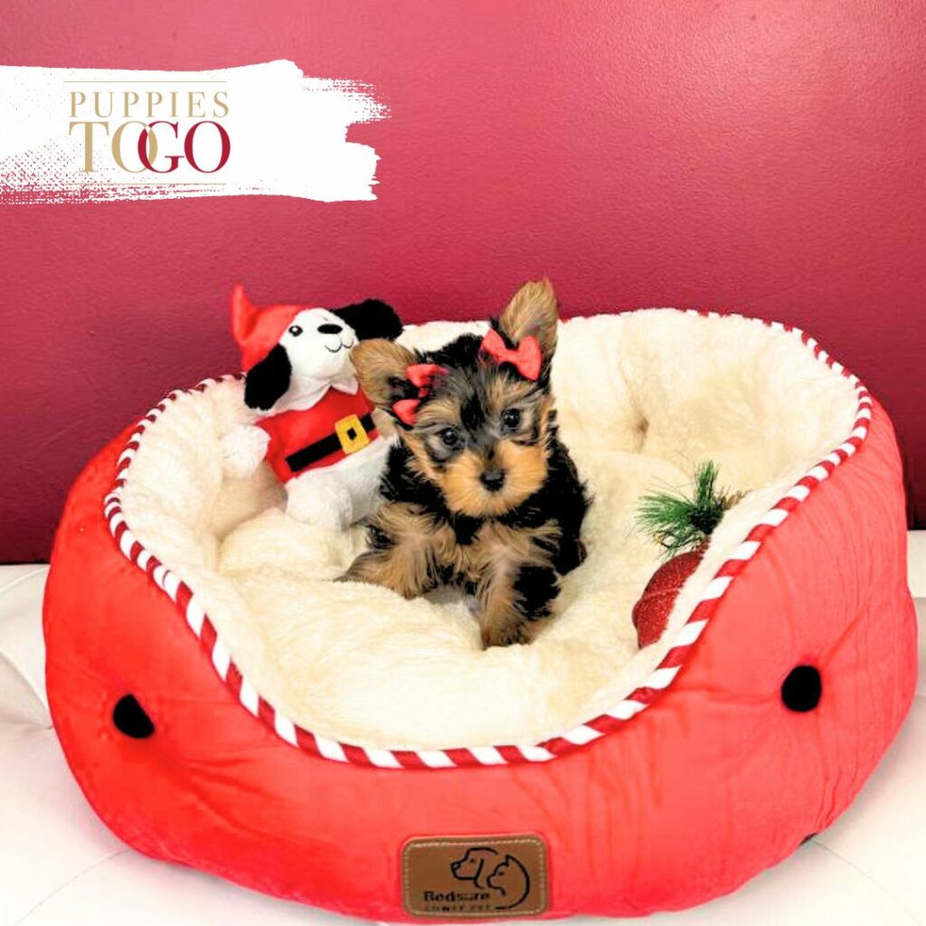 Yorkshire Terrier Puppies Sale Miami