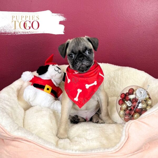 Pug For Sale Miami M Fawn #6526