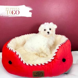 Maltese for sale Puppies