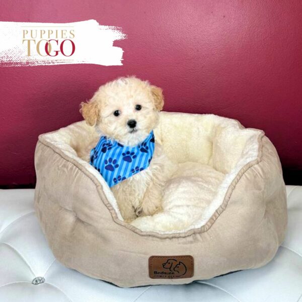 Maltipoo Puppies for Sale in Miami