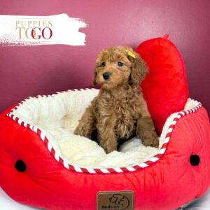 Mini GoldelDoodle for sale Miami