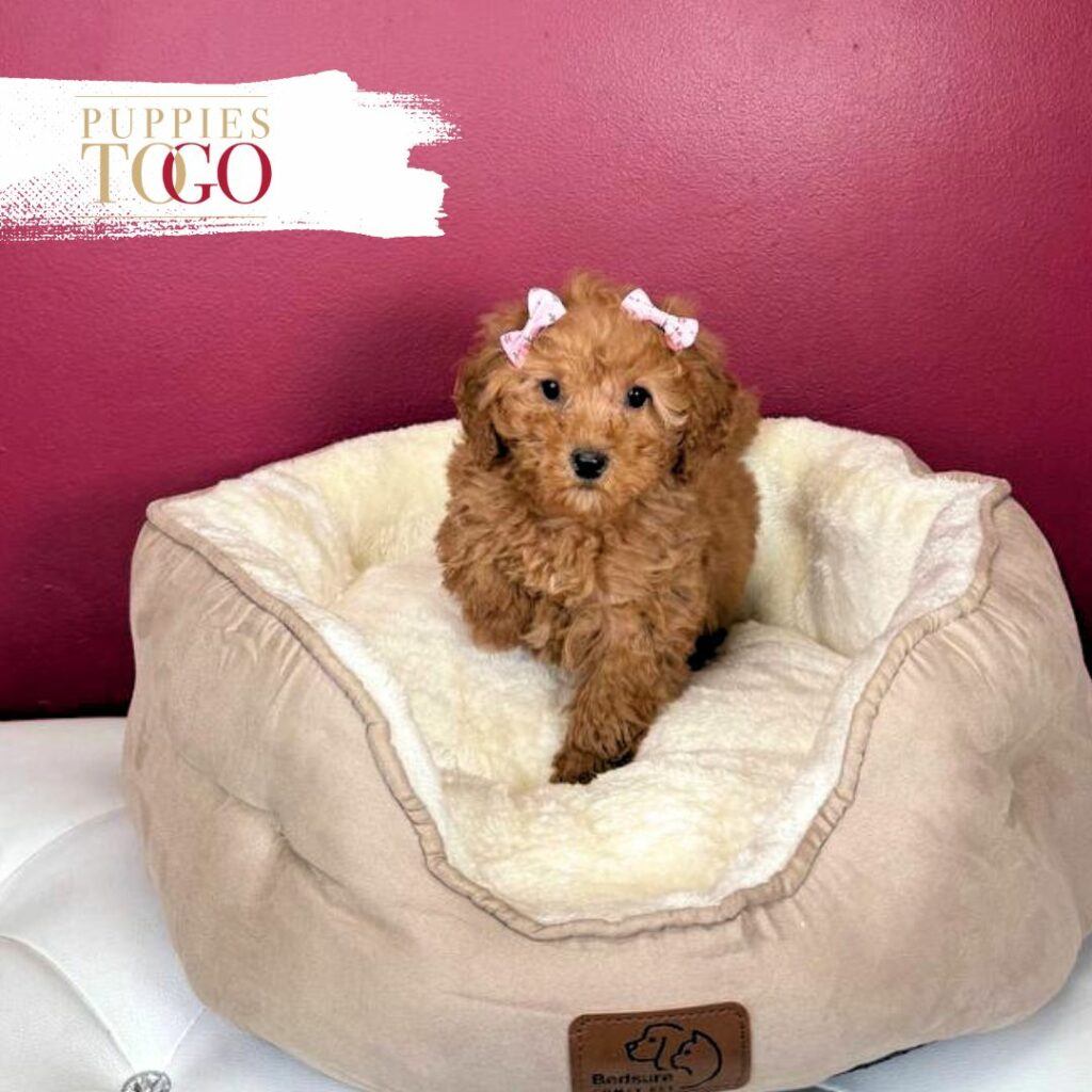 Poodle Puppies for Sale Miami