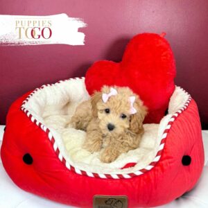 Havapoo Puppies for sale Miami