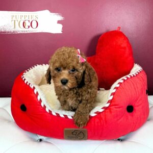 Poodle Puppies for Sale Miami